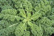 Kale, Brassica oleracea acephala. Hampton Court 2009. Winchester Growers, The Growing Tastes allotment garden. View looking down on head of kale, filling camera frame.
