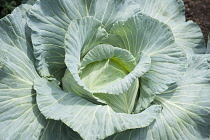 Hampton Court 2009. Winchester Growers, The Growing Tastes allotment garden, close view of cabbage.