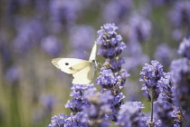 Lavender, Lavandula augustifolia. Spikes of small, purple blue flowers with Large White butterfly, Pieris brassicae in sunlight.