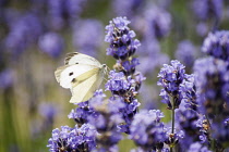 Lavender, Lavandula augustifolia. Spikes of small, purple blue flowers with Large White butterfly, Pieris brassicae in sunlight.