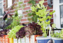 Celery, Apium graveolens, growing with Lettuce, Lactuca sativa 'Lollo rosso' at Hampton Court 2009. Capital Growth Incentive volunteers edible balconies using unusual recycled container.