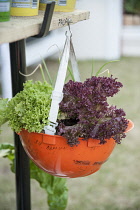 Lettuce,  Lactuca sativa 'Lollo rosso' Bronze and green salad leaves growing in recycled workmans helmet at Hampton Court 2009. Capital Growth Incentive volunteers edible balconies.