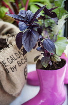 Purple Basil, Ocimum basilicum purpurescens growing in bright pink wellington boot at Hampton Court 2009. Capital Growth Incentive volunteers edible balconies.