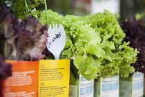 Lettuce, Lactuca sativa 'Lollo bionda' growing with other lettuce and coriander in recycled containers at Hampton Court 2009. Capital Growth Incentive volunteers edible balconies.