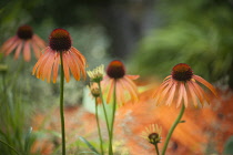 Echinacea purpurea 'Sunset'. Group of Echinacea or coneflowers with orange, recurved petals and central, dark brown cones.