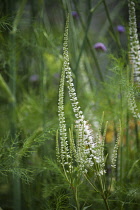 Veronicastrum virginicum 'Album'. Spires of small, white flowers amongst green, feathery foliage.