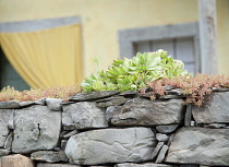 Houseleek, Sempervivum tectorum. Rosette of pointed, fleshy leaves growing with other varieties on grey, stone wall. Exterior of house part seen behind.