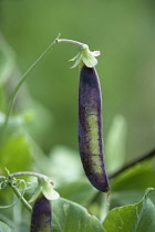 Pea, Pisum sativum. Purple pea pod hanging from bent stem.