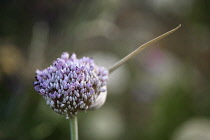 Leek, Allium ampeloprasum, Flower head of leek with small flowers of white tinged with pale purple and pink and clustered in a dense umbel.