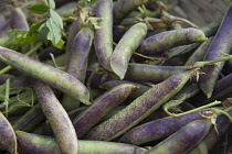 Pea, Pisum sativum 'Purple podded'. Harvested peas with purple and green pods.