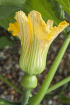 Pumpkin, Cucurbita maxima 'Queensland Blue'. Green veined, yellow flower with developing fruit below.