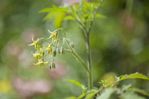 Tomato, Lycopersicon esculentum 'Yellow plum'. Yellow flowers and green foliage of growing tomato plant.