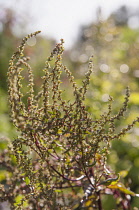 Beetroot, Beta vulgaris 'Dewing's Early' in flower. Green flower spikes on dark red branching stems.