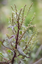 Beetroot, Beta vulgaris 'Dewing's Early' in flower. Green flower spikes on dark red branching stems.