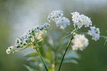 Carrot, Wild carrot:Daucus carota. White flower umbels on narrow, green stems.