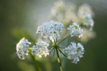 Carrot, Wild carrot:Daucus carota. White flower umbels in soft, golden sunlight.