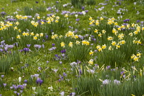 Daffodil, Narcissus pseudonarcissus. Yellow daffodils growing together with purple and white Crocus.