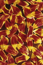 Tulipa 'Keizerskroon'. Red and yellow petals of Tulip scattered over rusty metal sheet filling camera frame.