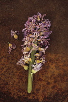 Hyacinth, Hyacinthus. Dead and faded flower head lying on rusty metal sheet with two individual flowers lying at side.
