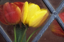 Tulips Tulipa 'Bellona' and Tulipa 'Keizerskroon'. Red and yellow tulips viewed though dirty, diamond leaded window.