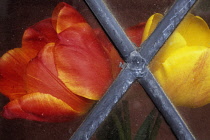 Tulips Tulipa 'Bellona' and Tulipa 'Keizerskroon'. Red and yellow tulips viewed though dirty, diamond leaded window.