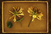 Honeysucklle, Lonicera periclymenum. Studio shot of two flower heads of Honeysuckle or Woodbine arranged in card tray.