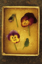 Pansy, Viola x wittrockiana, Two yellow and mauve flowers of Pansy or Viola tricolor lying with purple flower bud and leaf in card tray.