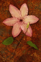 Clematis 'Hagley Hybrid'. Studio shot of pink flower lying with stem, leaves and bud on rusty sheet.