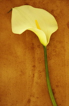 Arum lily, Zantedeschia aethiopica 'Crowborough'. Studio shot of  single, creamy white flower on long green stem lying on beige board.