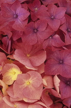 Hydrangea macrophylla 'Niedersachsen'. Close up of part of pink flower head of mophead Hydrangea filling camera frame.