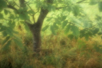 Bitternut Hickory, Carya cordiformis. Atmospheric view of Bitternut tree in late summer with dried grasses below.