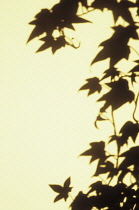 Ivy, Hedera helix 'Glacier'. Shadow on cream wall of leaves and stems of Common ivy.