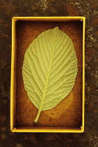 Whitebeam, Sorbus aria. Studio shot of back of pale, soft, green, veined spring leaf of Whitebeam displayed in card tray.