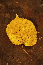 Lime tree, Tilia x europaea. Studio shot of yellow autumn leaf of Common lime or Linden tree lying on rusty metal sheet.