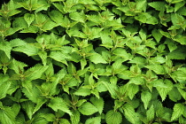 Nettle, Urtica dioica. Clump of fresh, green, Common or Stinging nettles, filling camera frame.