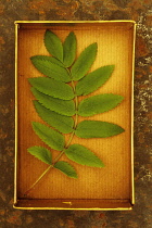 Rowan, Sorbus aucuparia. Studio shot of green, spring leaf of Rowan or Mountain ash lying in card tray.