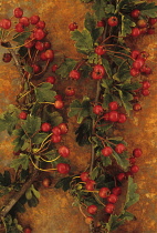 Hawthorn, Crataegus monogyna. Studio shot of two stems of Hawthorn or May with red autumn berries, lying on rusty metal sheet.