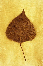 Black poplar, Populus nigra. Studio shot of mottled brown and black autumn leaf lying on rough, yellow background.