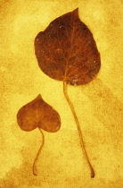 Black poplar, Populus nigra. Close up of mottled brown and black autumn leaf lying on rough, yellow background.