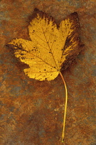 Sycamore, Acer pseudoplatanus. Studio shot of yellow autumn leaf, coloured brown at edges, lying on rusty metal sheet.