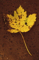 Sycamore, Acer pseudoplatanus. Studio shot of yellow, autumn leaf turning and spotted brown, lying on rusty metal sheet.