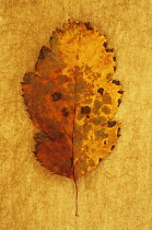 Whitebeam,  Sorbus x intermedia. Studio shot of yellow and brown autumn leaf of Swedish whitebeam lying on rough, yellow background.