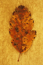 Whitebeam, Sorbus x intermedia. Studio shot of yellow and brown autumn leaf of Swedish whitebeam lying on rough, yellow background.