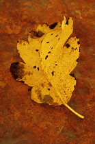 Whitebeam, Sorbus x intermedia. Studio shot of curled yellow and brown autumn leaf lying on rusty metal sheet.