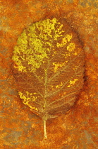 Whitebeam, Sorbus aria. Studio shot of green leaf, turning brown  lying on rusty metal sheet.