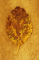 Whitebeam, Sorbus x intermedia. Studio shot of yellow and brown autumn leaf of Swedish whitebeam lying on rough, yellow background.