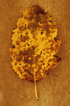 Whitebeam, Sorbus x intermedia. Studio shot of yellow and brown autumn leaf of Swedish whitebeam lying on rough, yellow background. Front view.