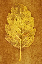 Whitebeam, Sorbus x intermedia. Studio shot of yellow and brown autumn leaf of Swedish whitebeam lying on rough, yellow  background. Back view.