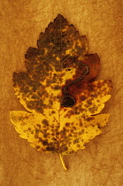 Whitebeam, Sorbus x intermedia. Studio shot of yellow and brown autumn leaf of Swedish whitebeam lying on rough, yellow background.