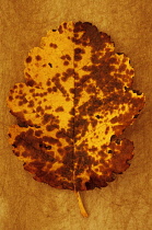 Whitebeam,Sorbus x intermedia. Studio shot of mottled yellow and brown autumn leaf of Swedish whitebeam lying on rough, yellow background.